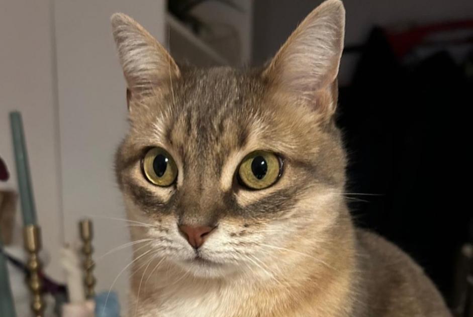Vermisstmeldung Katze rassenmischung Weiblich , 7 jahre Lausanne Schweiz Vermisstmeldung Katze rassenmischung Weiblich , 7 jahre Lausanne Schweiz