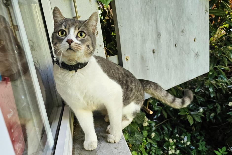 Vermisstmeldung Katze rassenmischung Männliche , 2 jahre Lonay Schweiz Vermisstmeldung Katze rassenmischung Männliche , 2 jahre Lonay Schweiz