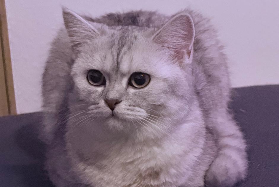 Disappearance alert Cat  Female , 1 years Basel Switzerland