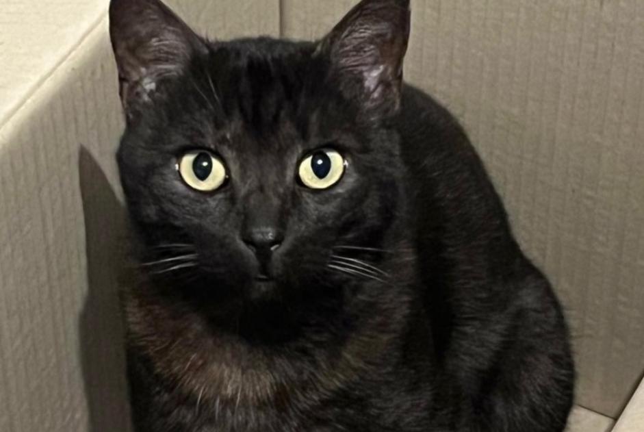 Alerte Disparition Chat Mâle , 7 ans Avry Suisse