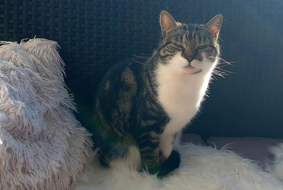 Alerte Disparition Chat croisement Femelle , 5 ans Sâles Suisse