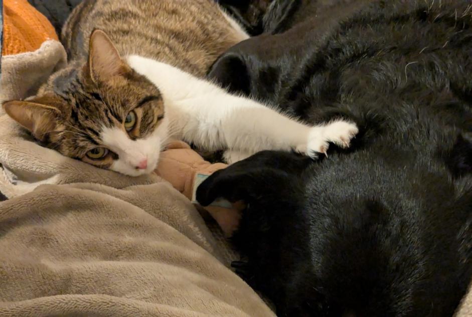 Alerte Disparition Chat Femelle , 1 ans Le Mouret Suisse