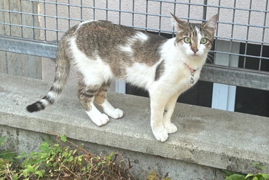 Alerte Disparition Chat Femelle , 1 ans Bardonnex Suisse