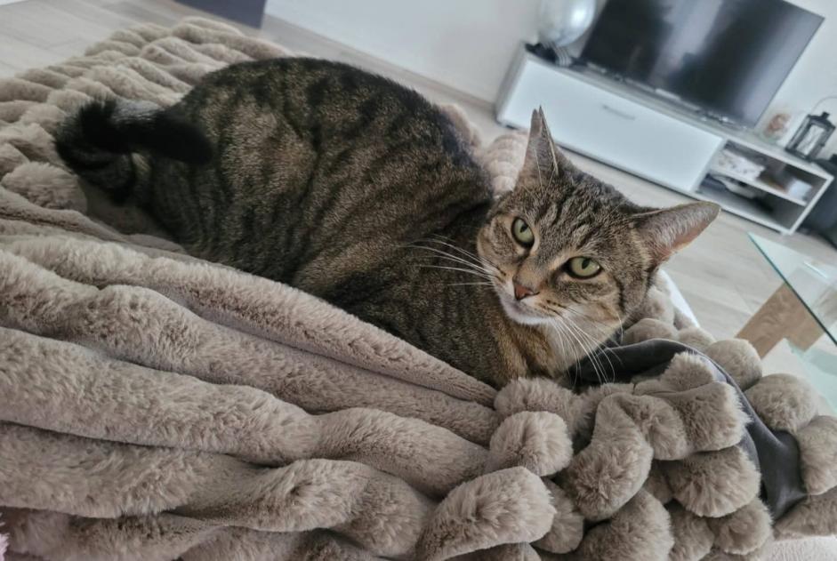 Alerte Disparition Chat Femelle , 8 ans Cressier Suisse
