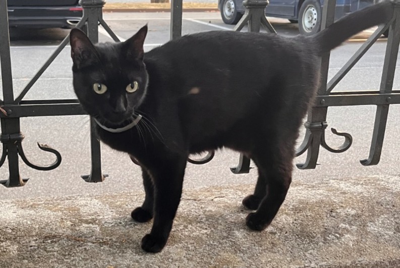 Alerte Découverte Chat Inconnu Bulle Suisse