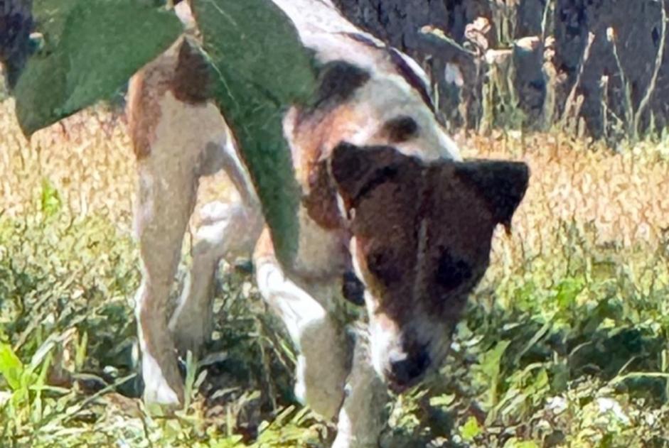 Alerte Découverte Chien Mâle Cortaillod Suisse Alerte Découverte Chien Mâle Cortaillod Suisse