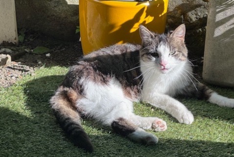 Avviso scomparsa Gatto Femmina , 6 anni Lausanne Svizzera Avviso scomparsa Gatto Femmina , 6 anni Lausanne Svizzera