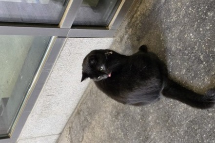 Avviso Ritrovamento Gatto Femmina Biel Svizzera Avviso Ritrovamento Gatto Femmina Biel Svizzera