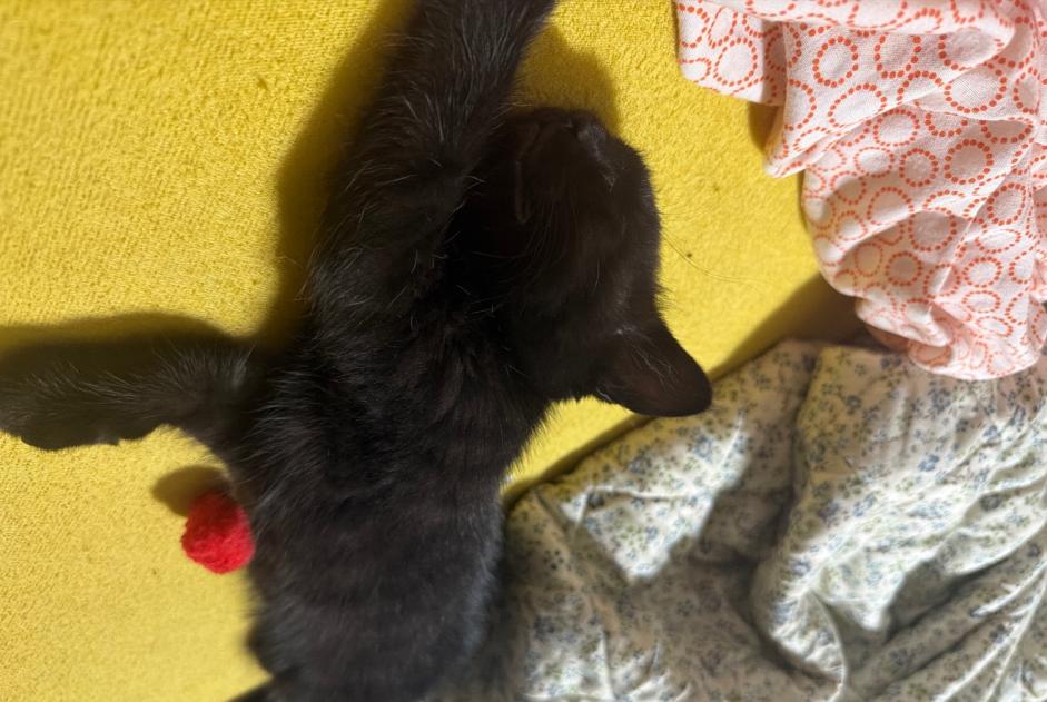 Alerta descoberta Gato Desconhecido La Chaux-de-Fonds Switzerland